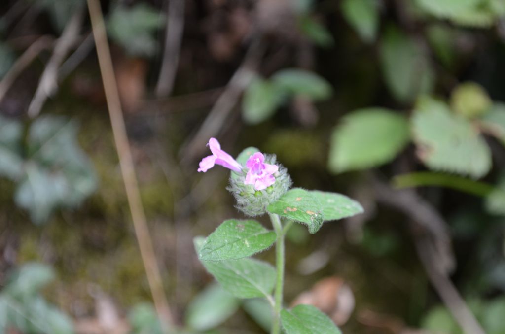 Val Brembana, (BG) : Clinopodium vulgare